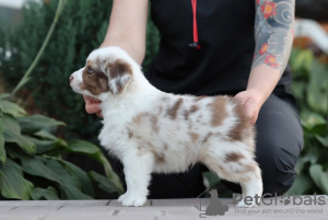 Photo №1. australian shepherd - for sale in the city of Tula | negotiated | Announcement № 121903