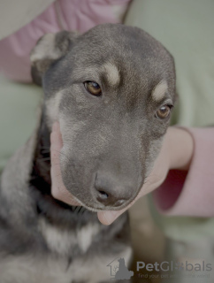 Additional photos: Wonderful puppies in good hands.