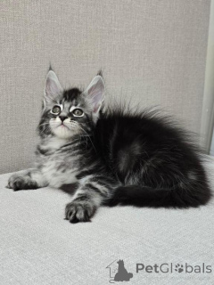 Photo №2 to announcement № 147112 for the sale of maine coon - buy in United States private announcement