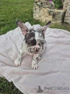 Photo №1. french bulldog - for sale in the city of Belgrade | 1057$ | Announcement № 107377