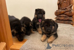 Photo №2 to announcement № 41373 for the sale of german shepherd - buy in Russian Federation 