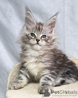 Photo №2 to announcement № 115127 for the sale of maine coon - buy in Germany 