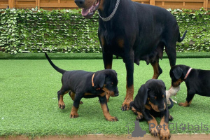 Photo №1. dobermann - for sale in the city of Leipzig | 471$ | Announcement № 149686