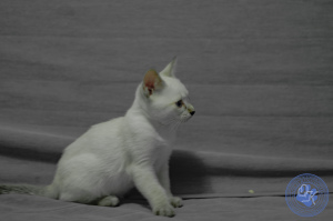 Photo №4. I will sell thai cat in the city of St. Petersburg. from nursery, breeder - price - Negotiated