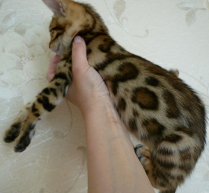 Photo №1. bengal cat - for sale in the city of Belgorod | negotiated | Announcement № 2404