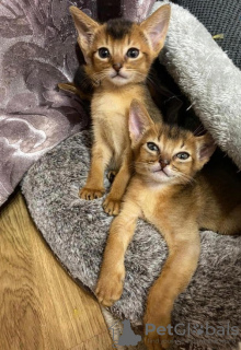 Photo №1. abyssinian cat - for sale in the city of Berlin | negotiated | Announcement № 74514