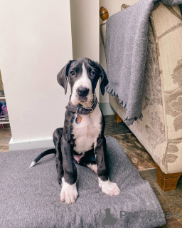 Photo №1. great dane - for sale in the city of Rome | Is free | Announcement № 53867
