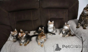 Photo №1. siberian cat - for sale in the city of Minden | 329$ | Announcement № 151876