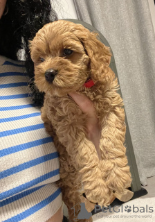 Additional photos: Cavapoo puppies