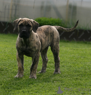 Photo №1. perro de presa canario - for sale in the city of Riga | 1548$ | Announcement № 174799