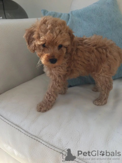 Additional photos: Adorable Miniature F1b Goldendoodle puppies ready to join their new and forever