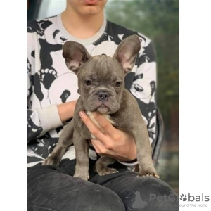Photo №1. french bulldog - for sale in the city of Plovdiv | Is free | Announcement № 83715