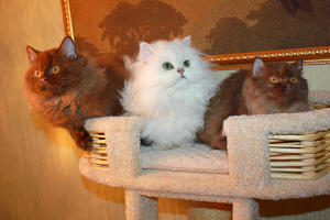 Additional photos: Kittens from parents of champions. Kittens from parents of Champions.