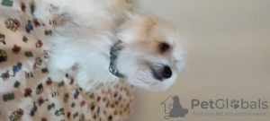 Photo №1. maltese dog - for sale in the city of Сен-Вит | negotiated | Announcement № 73103