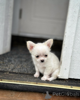 Photo №1. chihuahua - for sale in the city of Edmonton | 259$ | Announcement № 147963