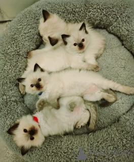 Photo №3. New Ragdoll kittens for adoption. Austria