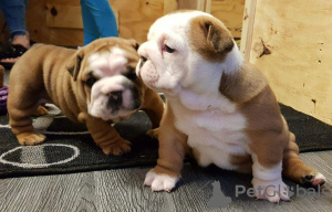 Photo №2 to announcement № 56170 for the sale of english bulldog - buy in Australia private announcement