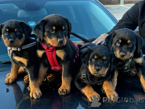 Photo №1. rottweiler - for sale in the city of Berlin | negotiated | Announcement № 179019
