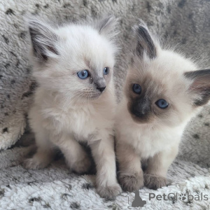 Photo №3. Balinese Kitten. Georgia