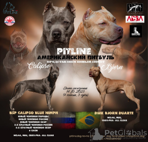 Photo №1. american pit bull terrier - for sale in the city of Ulyanovsk | 651$ | Announcement № 84673