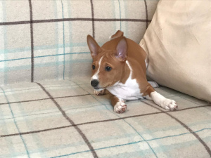 Photo №2 to announcement № 1362 for the sale of basenji - buy in Russian Federation private announcement