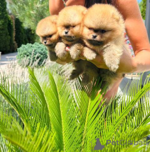 Photo №4. I will sell pomeranian in the city of Werbass.  - price - negotiated