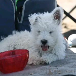 Photo №1. west highland white terrier - for sale in the city of Munich | negotiated | Announcement № 178086