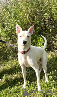 Additional photos: Snow-white Leila is looking for a home.