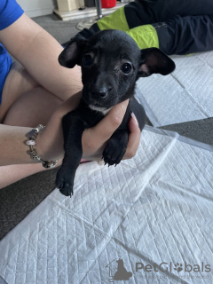 Photo №2 to announcement № 133087 for the sale of jack russell terrier - buy in Germany private announcement