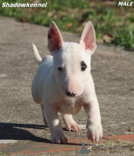 Photo №2 to announcement № 17440 for the sale of bull terrier - buy in Russian Federation from nursery