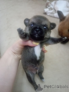 Photo №2 to announcement № 147270 for the sale of chihuahua - buy in Russian Federation breeder