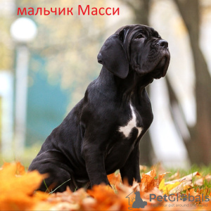 Photo №3. Italian Cane Corso puppies. Belarus