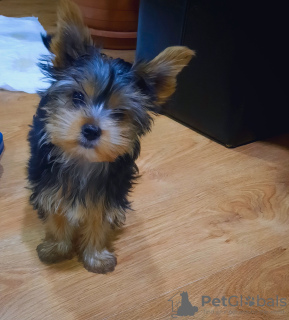 Photo №1. yorkshire terrier - for sale in the city of Tbilisi | 500$ | Announcement № 97089