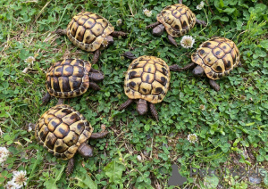 Photo №1.  - for sale in the city of Vienna | 94$ | Announcement № 143771