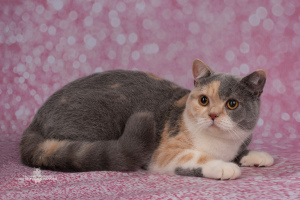 Photo №1. british shorthair - for sale in the city of St. Petersburg | 335$ | Announcement № 6347