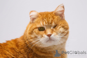 Photo №4. I will sell  in the city of Khimki. from the shelter - price - Is free