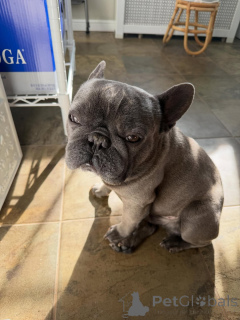 Photo №1. french bulldog - for sale in the city of Egerkingen | negotiated | Announcement № 171691
