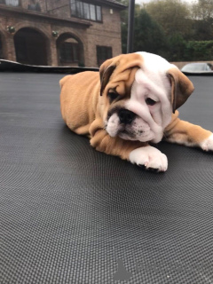 Photo №4. I will sell english bulldog in the city of Barcelona. private announcement, breeder - price - 452$