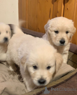 Additional photos: Top bloodline Golden Retriever Puppies available now