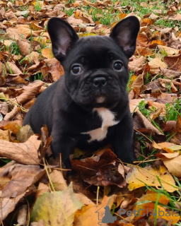 Photo №2 to announcement № 117655 for the sale of french bulldog - buy in Germany private announcement