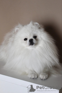 Photo №2 to announcement № 41540 for the sale of pomeranian - buy in Lithuania breeder