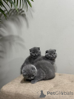 Photo №1. scottish fold - for sale in the city of Bayerbach | negotiated | Announcement № 160362