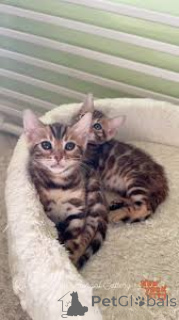 Photo №2 to announcement № 165815 for the sale of bengal cat - buy in Belgium private announcement, breeder