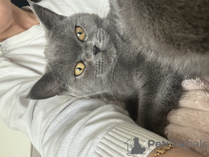 Photo №1. british shorthair - for sale in the city of Munich | negotiated | Announcement № 74427