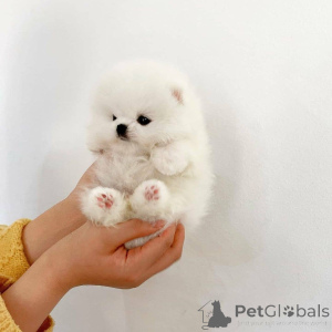 Photo №2 to announcement № 145386 for the sale of pomeranian - buy in Belgium private announcement, breeder