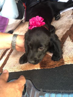 Photo №2 to announcement № 167497 for the sale of english cocker spaniel - buy in Denmark private announcement, breeder