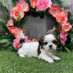 Photo №1. shih tzu - for sale in the city of Richmond | 350$ | Announcement № 42825