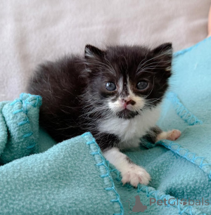 Photo №1. domestic cat - for sale in the city of Aarbergen | 424$ | Announcement № 147404