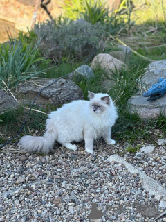 Photo №1. persian cat - for sale in the city of Giannitsa | 370$ | Announcement № 65084