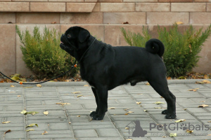 Photo №2 to announcement № 8820 for the sale of pug - buy in Kyrgyzstan breeder